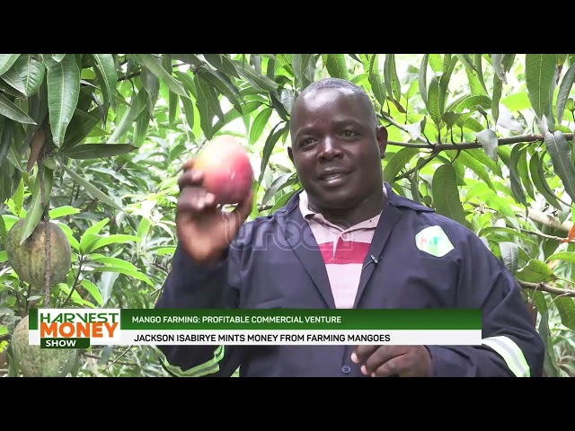 Mango farming: profitable commercial venture