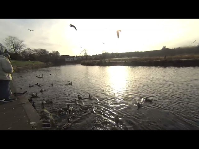 Nice people feeding ducks at Callander on 2024-11-33 in 3d  VR180