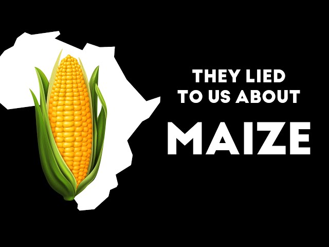 How exactly did maize become most of  Africa's staple food - A Brief History