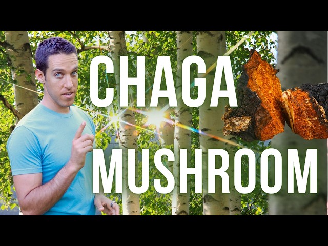 Chaga Mushroom: Benefits, Traditional Uses, and How to Brew Chaga Tea for Health