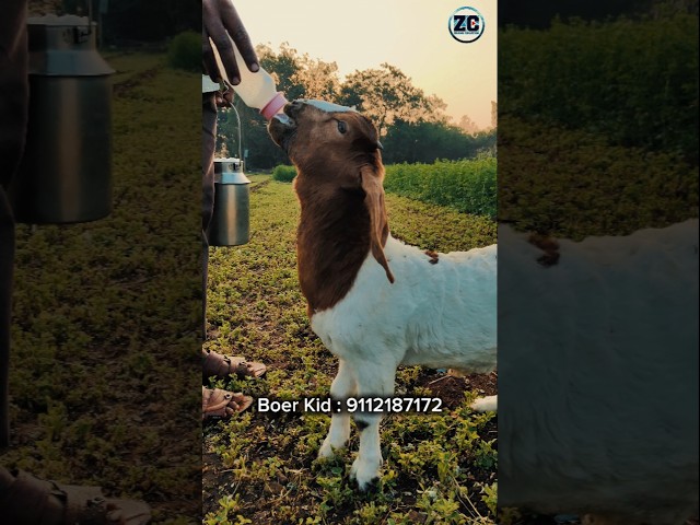 Pure Boer Kid♥️😍 #bakraeid #bakraeid2025 #bakraeidspecial #bakra #goats #trending #biggoats #shorts