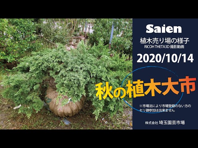 【Saien】植木売り場の様子（2020/10/13 11:00頃）