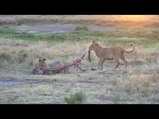 Lion family in the morning sun Masai Mara 08-2021 4K HDR