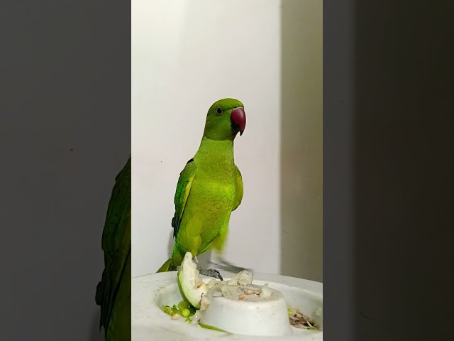 #funny #funnyanimal #video #birds #youtubeshorts #talkingparrot #parrot