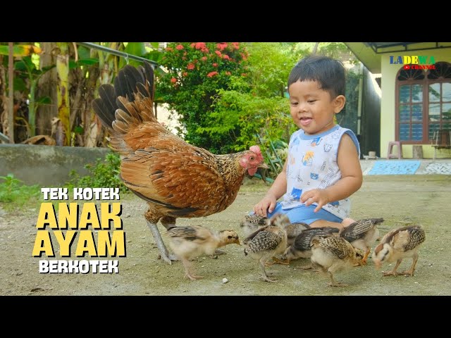 Tek Kotek Anak Ayam Berkotek 🐔🐤 Lagu Anak Ayam Lucu ll Anak Ayam Warna Warni