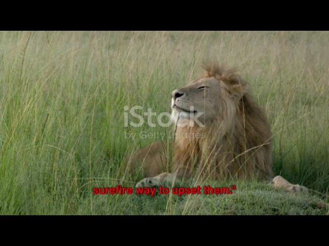 Avoid These 6 Things that Can Upset a Lion #animals #animalshorts #animalkingdom