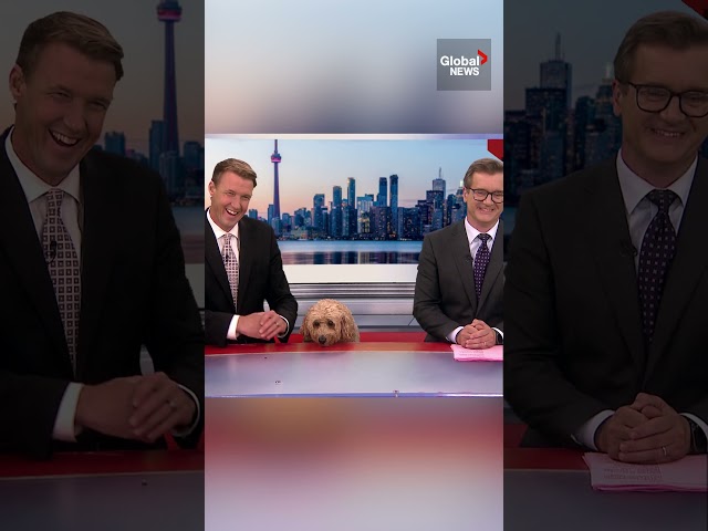 Cute news dog causes awkward moment when he spits out treat on live TV #newsbloopers