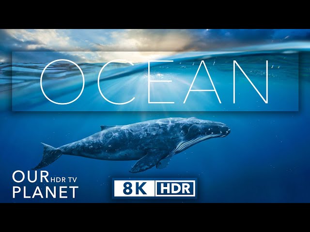 8k HDR Ocean Life