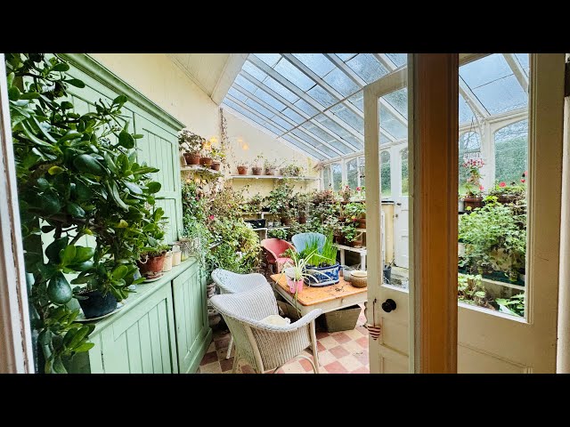 15 Minutes Tidying Up Victorian Conservatory #indoorplants #indoorgarden #indoorgardening #tidyup