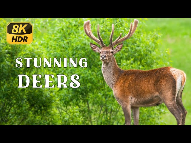 Elegant Deer | Animal World in 8K HDR | Healing Music