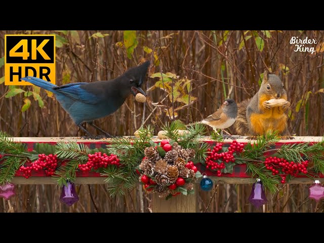 Christmas Cat TV 🎄🐦Beautiful Birds and Squirrels in the Holiday Season - 8 Hours(4K HDR)