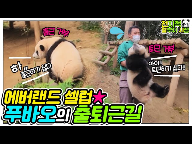 [전지적 할부지 시점] ep.07 더 놀고 싶다고 떼쓰는 아기 판다 푸바오🐼 판다와 할부지! 퇴근을 건 술래잡기! │ 에버랜드 판다월드(Everland Panda Fubao)