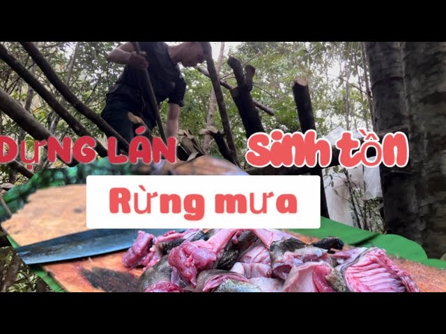 Trở lại rừng mưa. Dựng lán sinh tồn. Experience survival in the rain forest