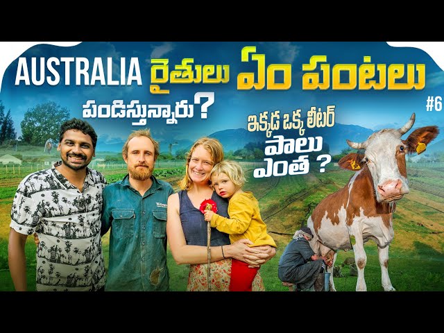 Daily Life Village Farming In Australia 🇦🇺 | Uma Telugu Traveller