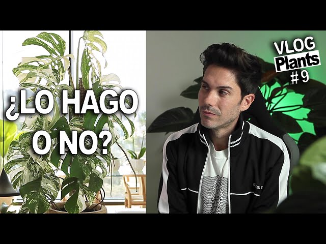 🙏  Necesito tu ayuda con mi MONSTERA VARIEGATA 🙏