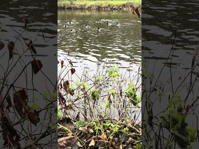 December at the Duck Pond 🦆❄️