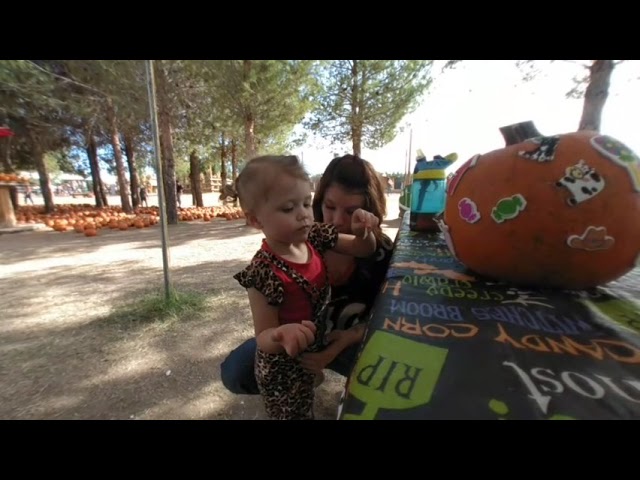 Pumpkin patch 1