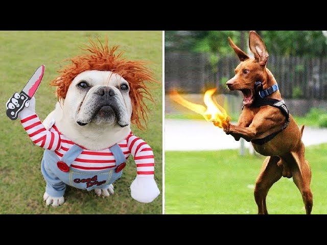 Super Funny Dog Videos | Try not to laugh hard.