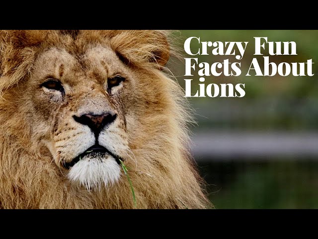 Crazy Fun Facts About Lions You Won't Believe!