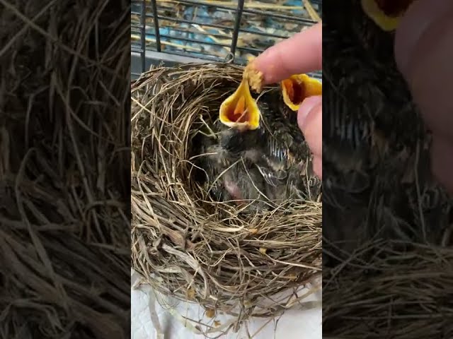 Baby American robin feeding