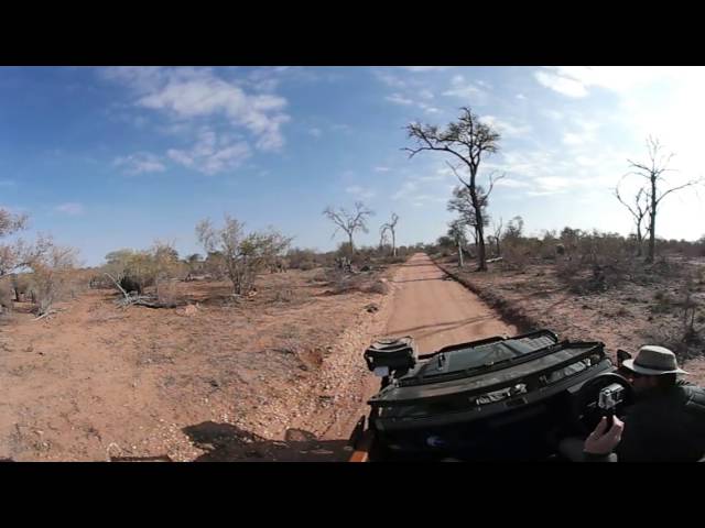 360 degree video of a breeding heard of elephants