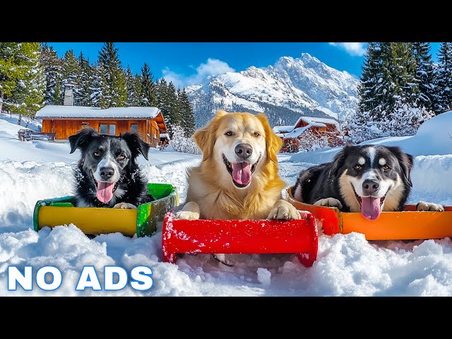 12 Hours of Dog Calming Music For Dogs 💖 Anti Separation Anxiety Relief Music 🐶🎵 dog music