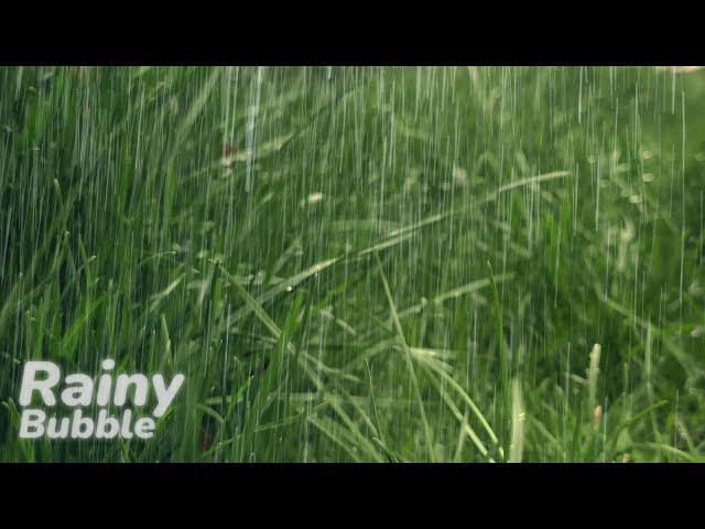 Peaceful Rain Ambiance: Unwind and Destress with Nature's Serene Melody