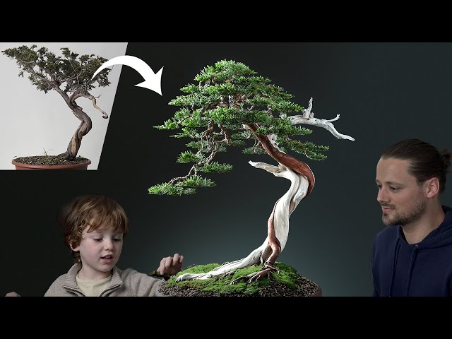 A Wild Tree (Yamadori) Becomes a Bonsai