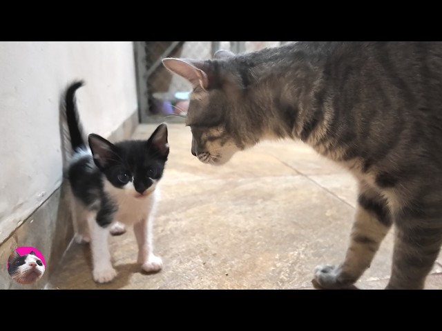 A stray kitten suddenly started talking to a big cat when she met him for the first time