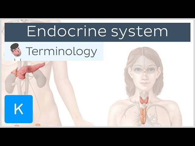 Endocrine system - Anatomical terminology for healthcare professionals | Kenhub