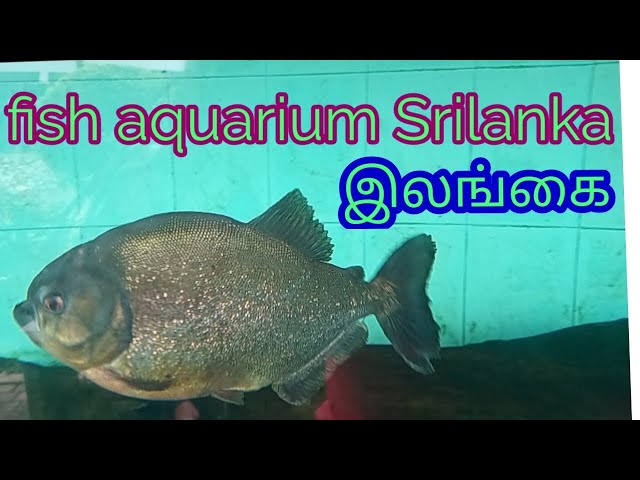 Best aquarium srilanka battaramulla #srilanka #travel #fish #fishing #aquarium #travelvlog #animals