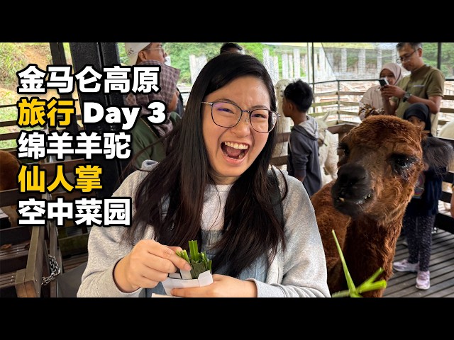 金马仑高原旅行 Day 3 | 绵羊羊驼亲密接触、仙人掌与空中菜园的奇妙之旅 #金马仑高原 #马来西亚旅游 #旅行Vlog #金马伦