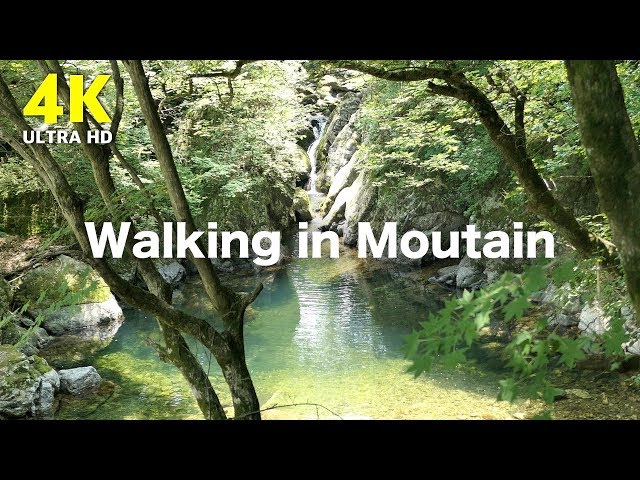 Walking in pine forest | summer forest scenery in South Korea | 4k Relaxing video