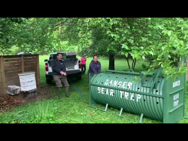 Bear successfully trapped, relocated to new home outside Montgomery County | FOX 5 DC