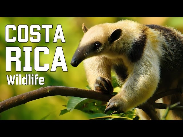 WILD COSTA RICA | Elusive creatures and unexplored jungles