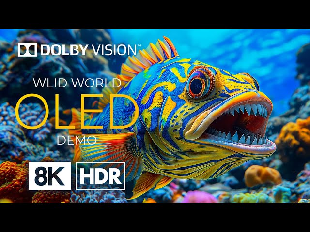 OLED 8K HDR 60fps – Beautiful Marine Life for Stress Relief