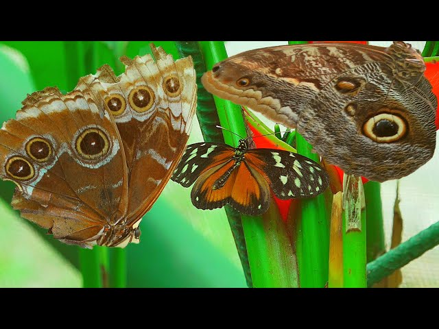 Butterflies of Costa Rica