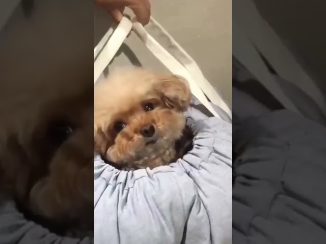 Super cute pup's reaction to notification sounds #Shorts