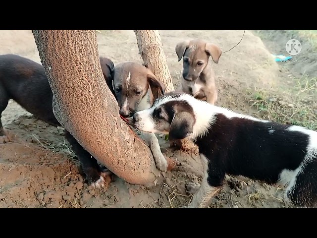 Dog fight || कुत्ते की लड़ाई ||