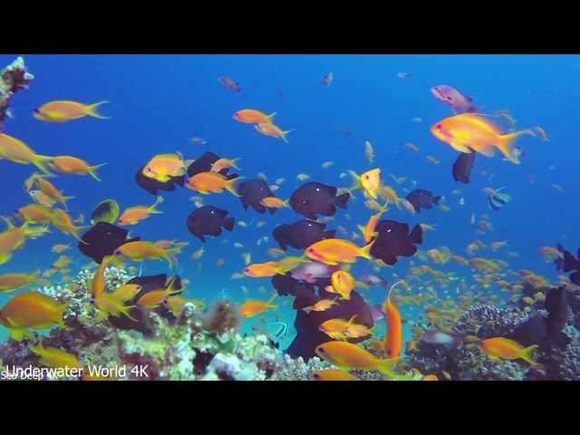 11 HORAS Impresionantes Maravillas Submarinas En 4K Con Música Relajante Arrecifes de Coral