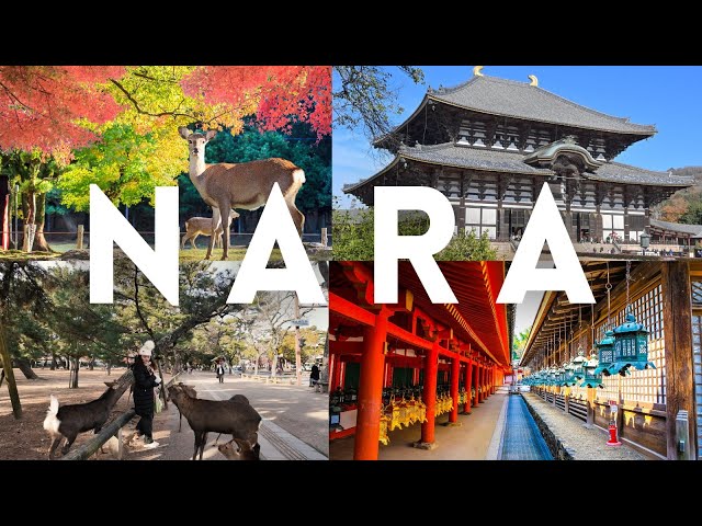 FALL IN ♥️ WITH NARA PARK JAPAN  | Bowing Deer & Historic Temples | Osaka/ Kyoto Day Trip, (4K UHD)