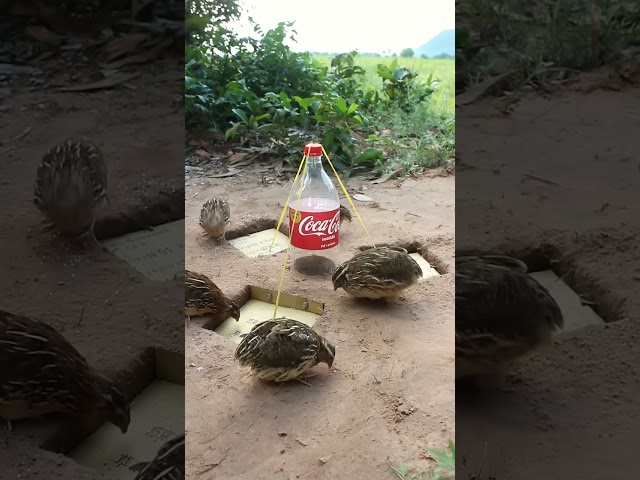 Amazing Quail Trap - DIY Bird Trap #shorts