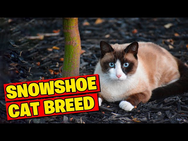 The Snowshoe Cat Breed-A Glimpse Into Their Unique Beauty