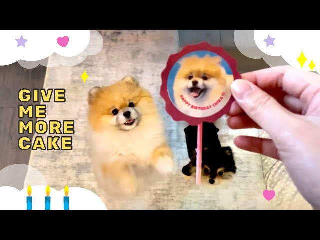 Cute Pomeranian Dog🐕 Begging for MORE Birthday Cake!!🎂