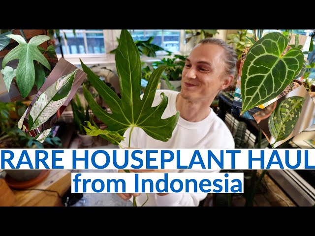 Rare Houseplant Haul! from Indonesian Rare Plant Nursery