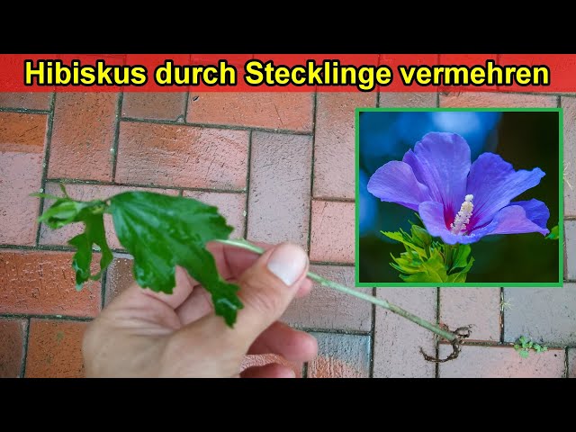 Hibiskus vermehren durch Stecklinge schneiden - Anleitung