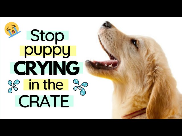 Stop Puppy Crying in Crate - Crate Training Tips for Puppy