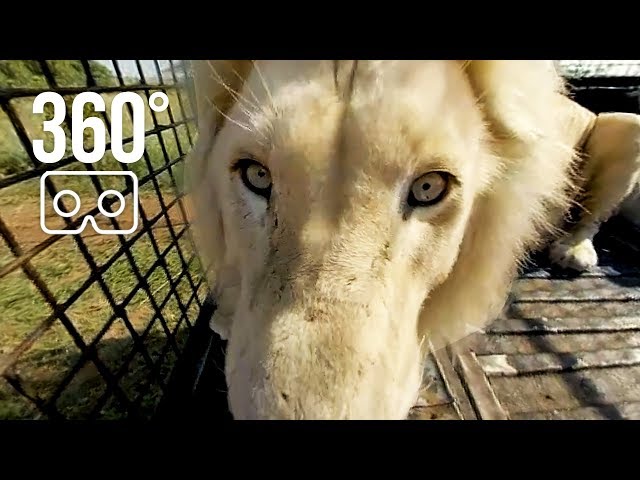 360° Ride With Lions  | The Lion Whisperer