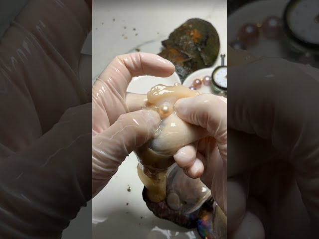 Taking Golden Pearls straight from the shell ASMR