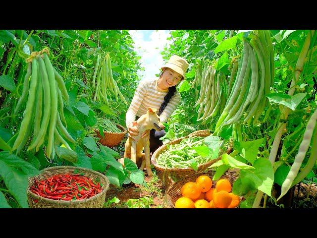 Harvesting : Orange, Horn Chili, Green Beans Goes To Market Sell & Cooking, Farm - Country Girl